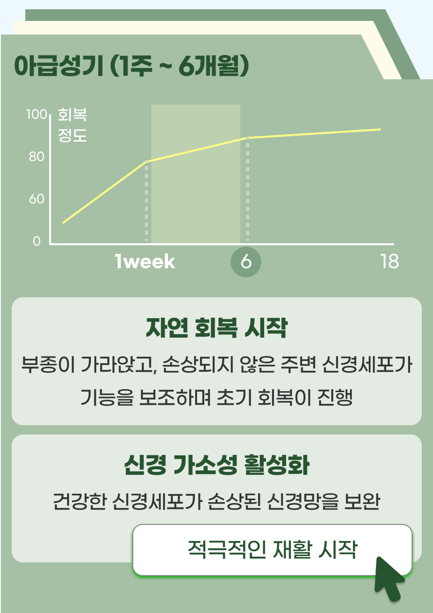 뇌졸중 발생 후 1주 ~ 6개월은 아급성기입니다 급성기의 부종이 가라앉고, 손상되지 않은 주변 신경세포가 기능을 보조하며 초기 회복이 진행됩니다. 건강한 신경세포가 손상된 신경망을 보완하며 기능 회복을 기대해 볼 수 있습니다. 이 시기에는 적극적인 재활치료가 필요합니다. 물리 치료, 작업 치료 등 본인에게 맞는 맞춤 재활 프로그램을 진행하면 마비 회복에 도움이 됩니다.