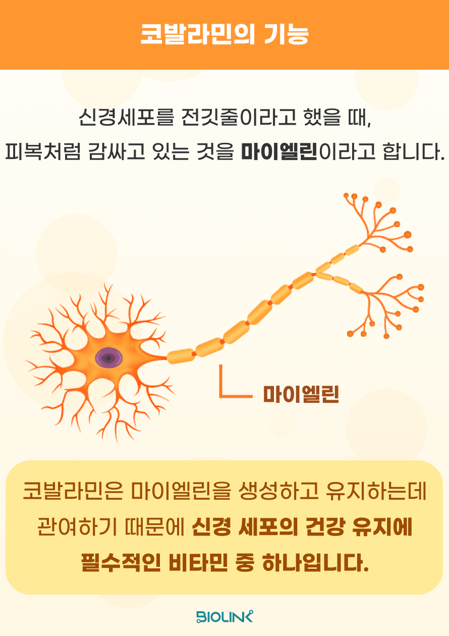 신경세포를 전깃줄이라고 한다면, 그 전깃줄을 감싸는 피복이 마이엘린이라고 합니다. 코발라민은 이 마이엘린을 생성하고 유지하는 데 중요한 역할을 하기 때문에, 신경세포의 건강을 유지하는 데 필수적인 비타민입니다.