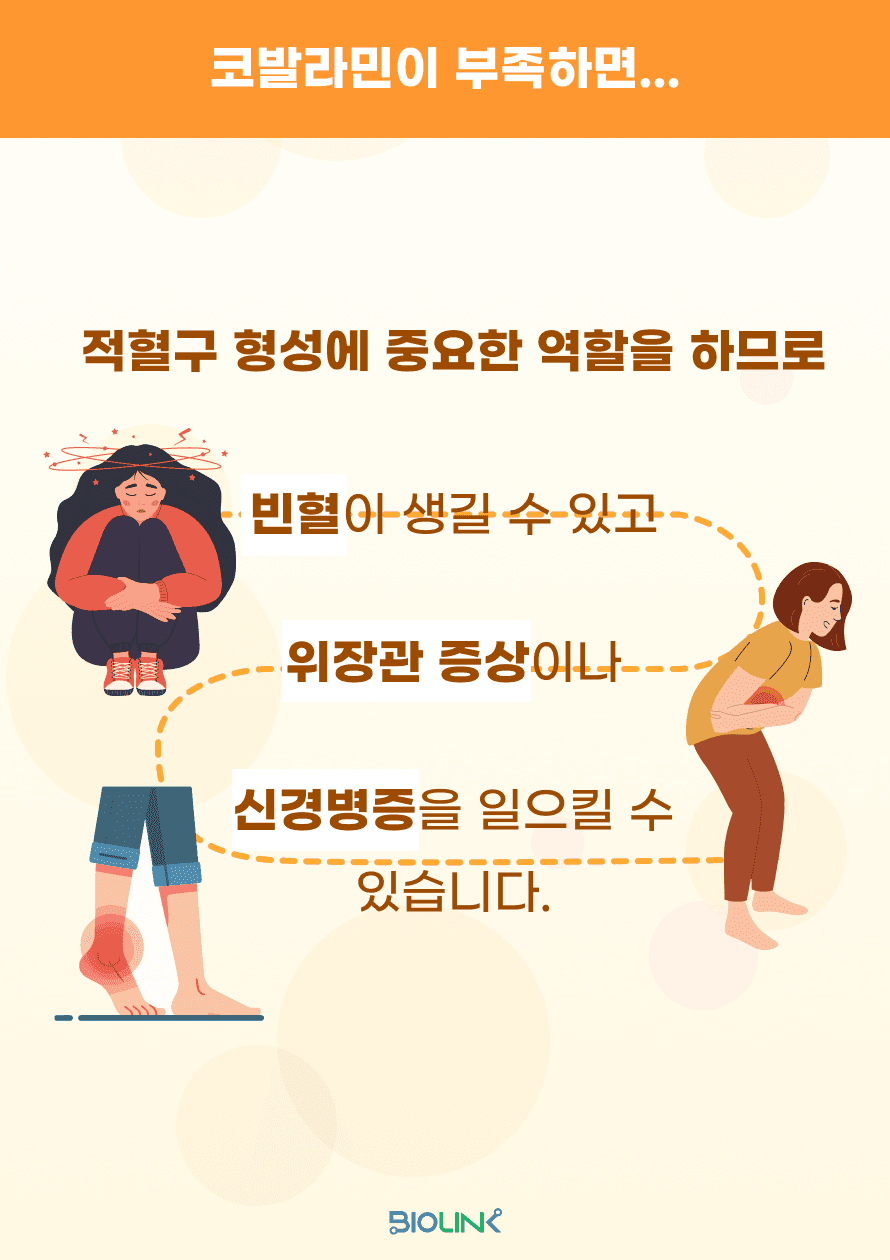 이러한 코발라민(비타민 B12)이 부족할 경우 어떤 일이 일어날까요? 코발라민은 적혈구 형성에도 중요한 역할을 하기 때문에, 부족하면 빈혈이 생길 수 있습니다. 또, 코발라민 결핍으로 인해 장 점막의 세포 회복이 느려져 위장관 점막 위축과 기능 이상이 나타날 수 있으며, 말초 신경과 중추 신경계의 미엘린 수초가 손상으로 신경병증을 일으킬 수 있습니다.
