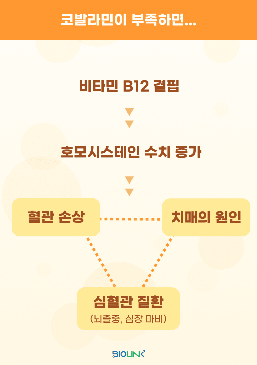 비타민 B12 결핍은 호모시스테인 수치를 증가시켜 혈관과 세포에 독성을 유발합니다. 그 결과, 뇌졸중이나 심장 마비 같은 심혈관 질환을 일으킬 수 있고, 심하면 치매의 원인이 될 수도 있습니다.